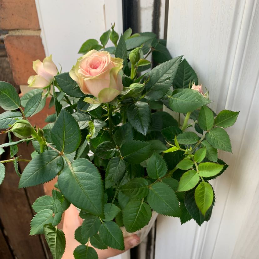 Healthy Dog Rose plant with green leaves and blooming flowers, held by a hand.