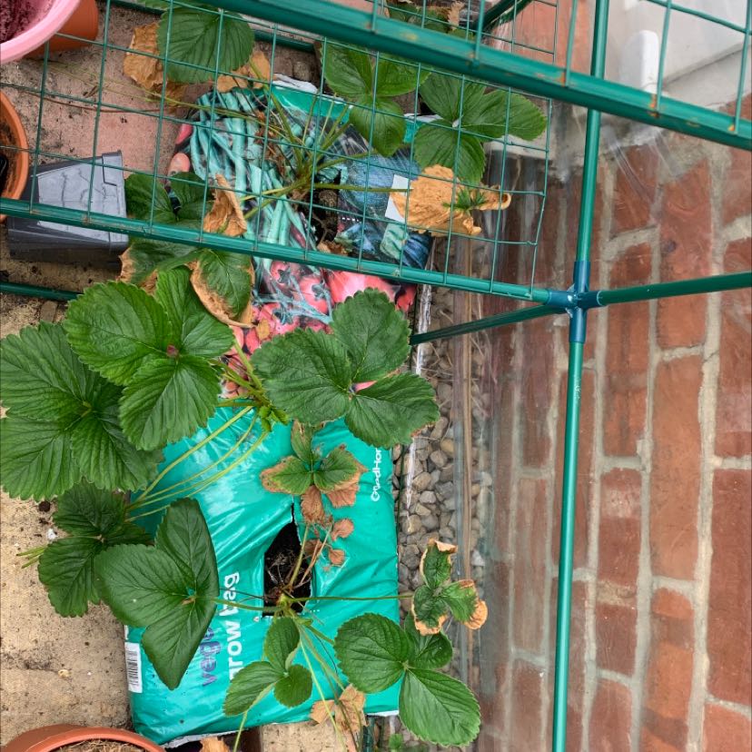Mock Strawberry plant with green leaves and some browning edges in a container.