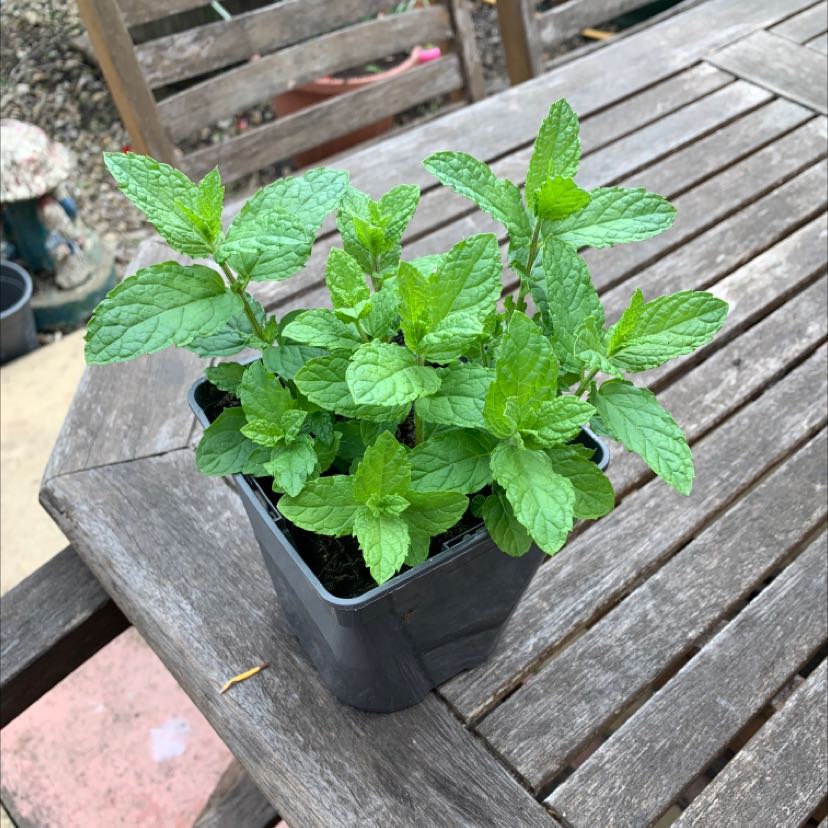 Healthy Horse Mint plant in a black pot on a wooden table.