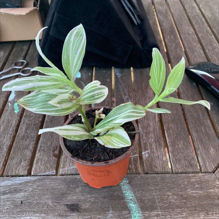 Tradescantia albiflora 'Albovittata' plant in a small pot on a wooden surface.