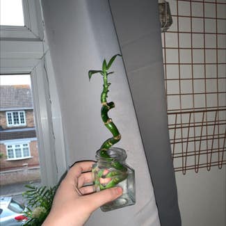 Lucky Bamboo plant in County Durham, England