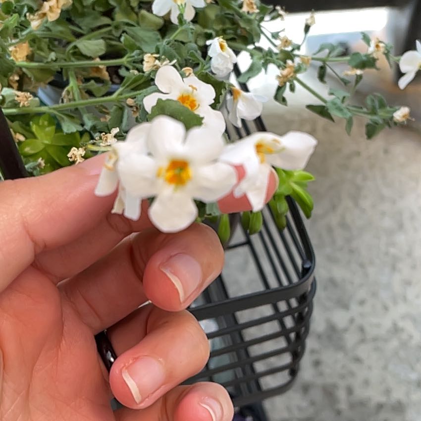 Photo of the plant species bacopa by @SisterJerseytea named Fernie Mercury on Greg, the plant care app