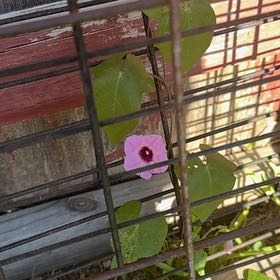 Photo of the plant species Tievine by @HotBeech92 named Bella on Greg, the plant care app