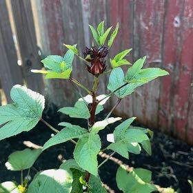 Photo of the plant species Roselle by @HotBeech92 named Gobi on Greg, the plant care app