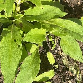 Photo of the plant species Common Comfrey by @HotBeech92 named Kardashian on Greg, the plant care app