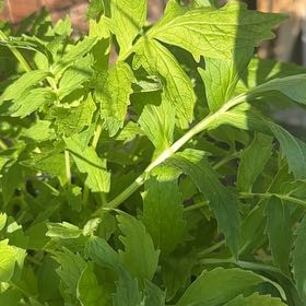 Photo of the plant species Garden Valerian by @HotBeech92 named Harmony on Greg, the plant care app
