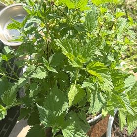 Photo of the plant species Hoary Stinging Nettle by @HotBeech92 named Curie on Greg, the plant care app