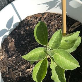 Photo of the plant species Ashwagandha by @HotBeech92 named Sigmund on Greg, the plant care app