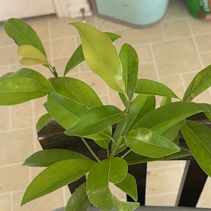 Photo of the plant species Sapote by @HotBeech92 named Bieber on Greg, the plant care app