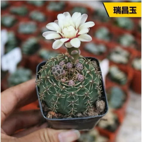 Photo of the plant species Rose Plaid Cactus by @KeenKeylime66 named Fernie Saunders on Greg, the plant care app
