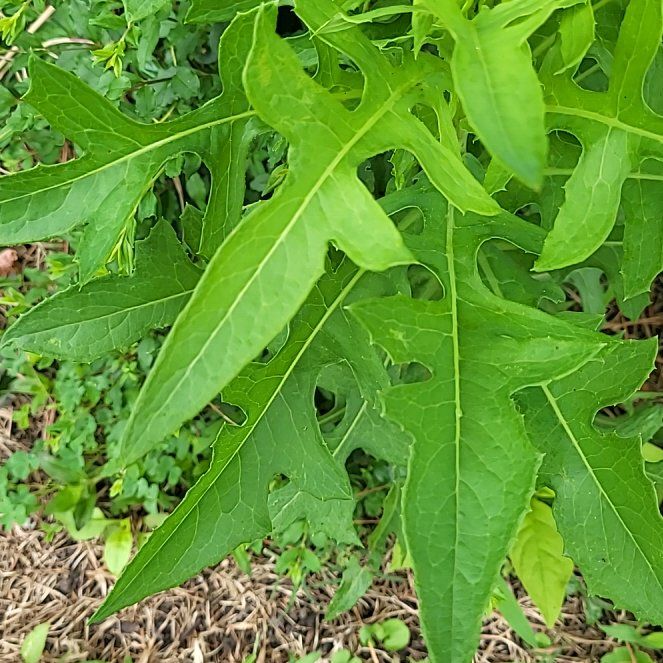 Photo of the plant species Large Kangaroo Apple by @YiftHardpine21 named Gates on Greg, the plant care app