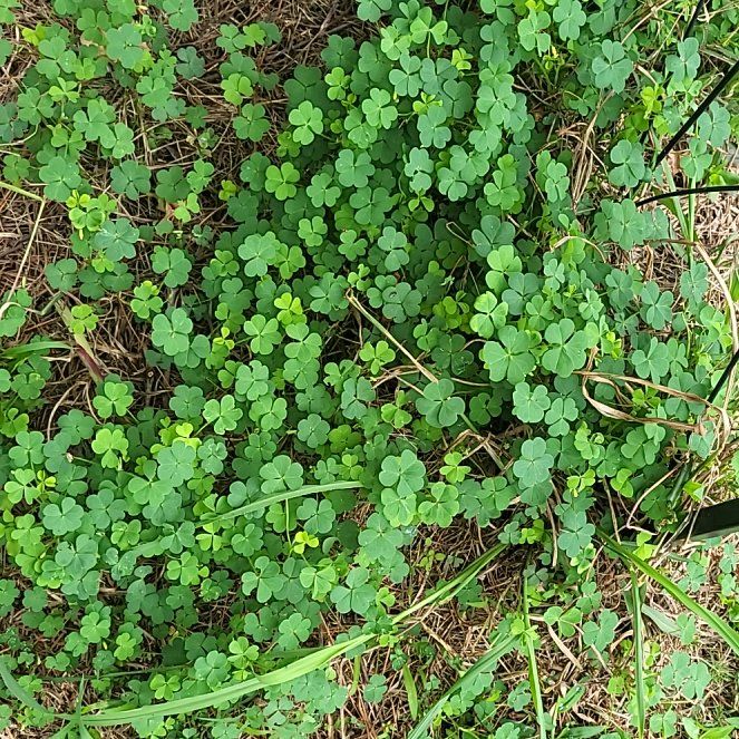 Photo of the plant species European Woodsorrel by @YiftHardpine21 named Miley on Greg, the plant care app