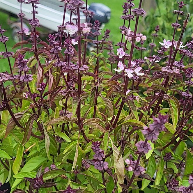 Photo of the plant species Thai basil / Selasih by @YiftHardpine21 named Girlfrond on Greg, the plant care app