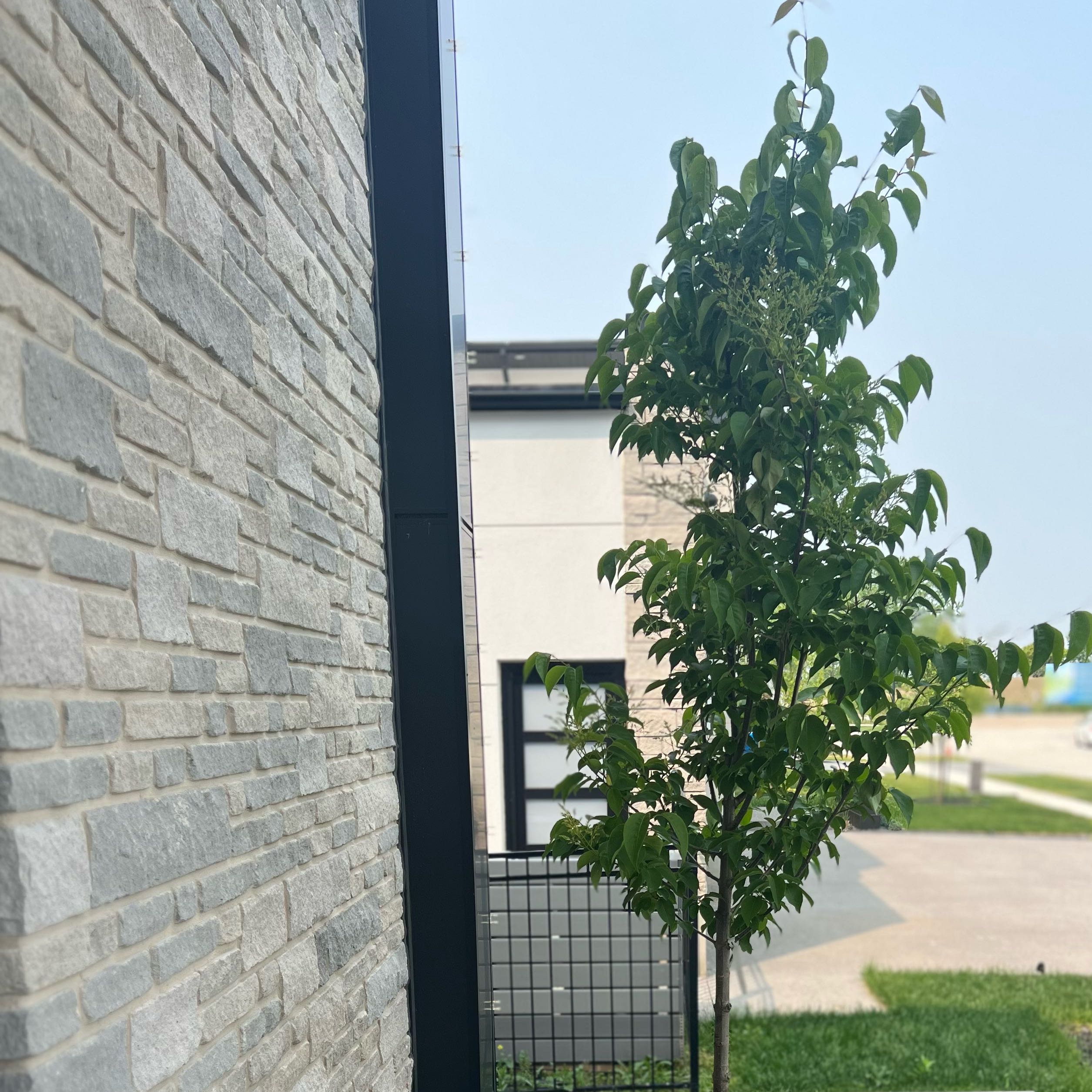 Photo of the plant species Ivory Silk Lilac Tree by @YeahSoftcane93 named Madonna on Greg, the plant care app