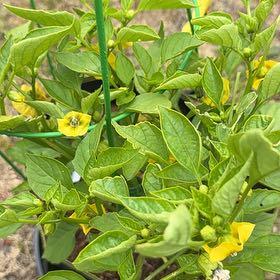 Photo of the plant species Tomatillo 'Tamayo' by @ManyCowslip19 named Winston on Greg, the plant care app