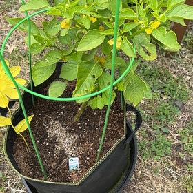 Photo of the plant species Tomatillo 'Toma Verde' by @ManyCowslip19 named Leaf Erickson on Greg, the plant care app
