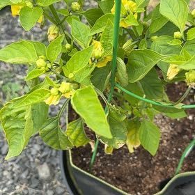 Photo of the plant species Tomatillo 'Tamayo' by @ManyCowslip19 named Michelle Branch on Greg, the plant care app