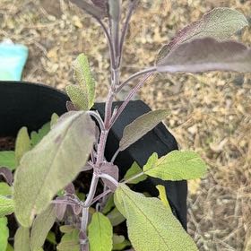 Photo of the plant species Salsa Purple Sage by @ManyCowslip19 named Willow on Greg, the plant care app