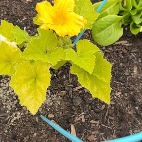 Photo of the plant species Yellow Crookneck Squash by @ManyCowslip19 named Walt on Greg, the plant care app