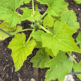 Photo of the plant species Yellow Crookneck Squash by @ManyCowslip19 named Athena on Greg, the plant care app