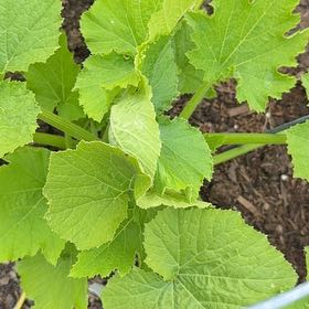 Photo of the plant species Black Beauty Zucchini by @ManyCowslip19 named Gomez on Greg, the plant care app