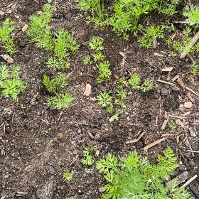 Photo of the plant species Orange Carrot by @ManyCowslip19 named Eva on Greg, the plant care app