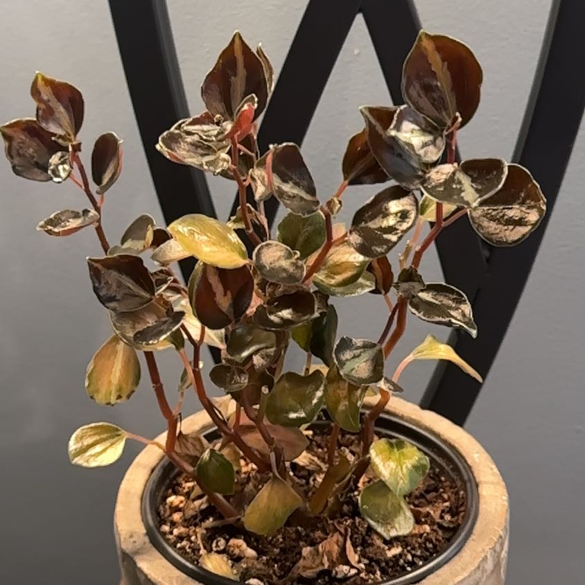 Plant care for pepperomia bellybuttons on Greg, the plant care app