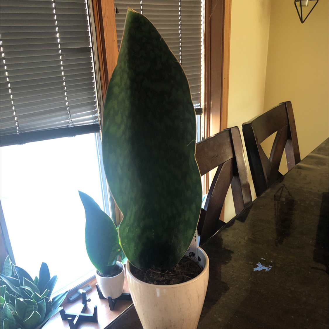 Whale Fin Snake Plant in a white pot on a table near a window, appears healthy.