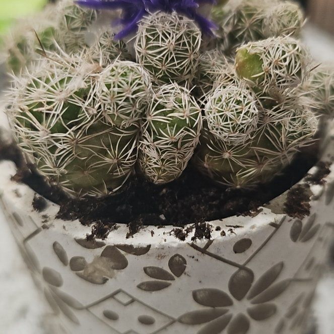 Photo of the plant species Coryphantha delicata by @GloriousGrass40 named Wall-E on Greg, the plant care app