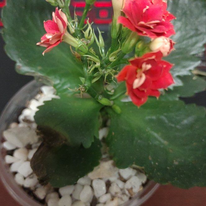 Photo of the plant species Kalanchoe blossfeldiana 'Red' by @TryBogbirch57 named Katy on Greg, the plant care app