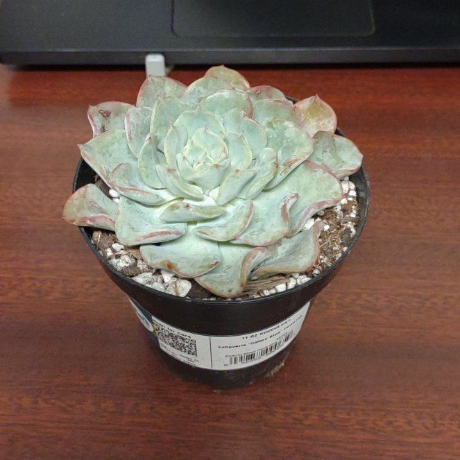 Photo of the plant species Echeveria Galaxy Blue by @TryBogbirch57 named Zion on Greg, the plant care app