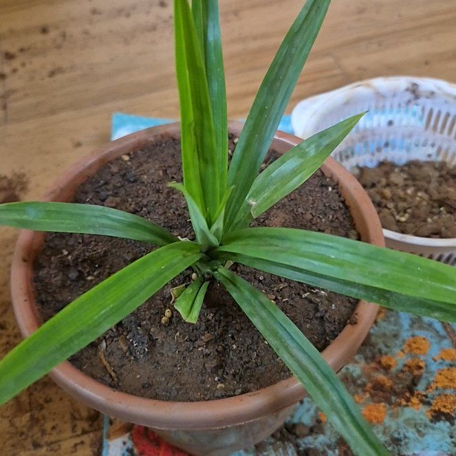 Photo of the plant species Pandan by @ChiefJiaogulan named Mochi on Greg, the plant care app