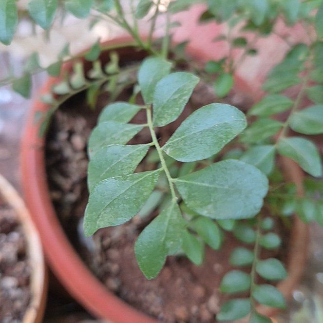 Photo of the plant species Curry Tree by @ChiefJiaogulan named Demi on Greg, the plant care app