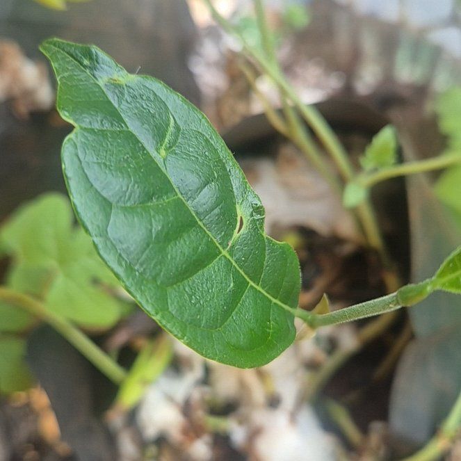 Photo of the plant species Jackfruit by @ChiefJiaogulan named Leaf Erickson on Greg, the plant care app