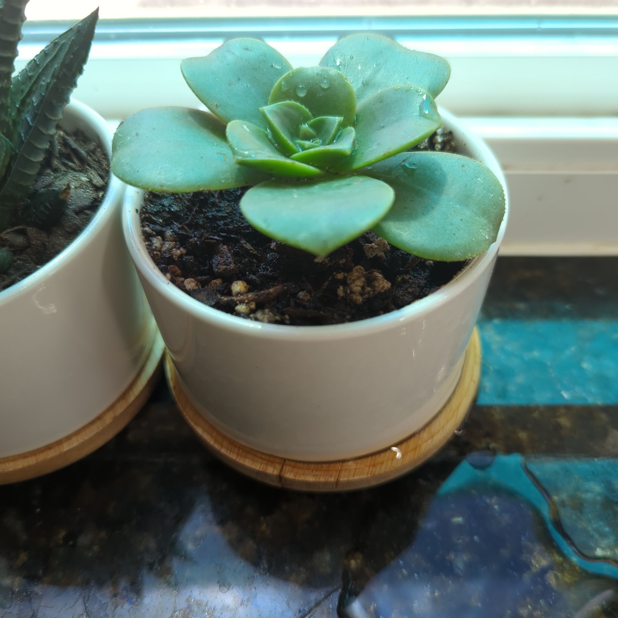 Photo of the plant species Sun Dancer by @EmmaCreatively named Girlfrond on Greg, the plant care app