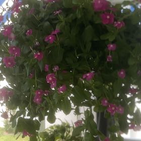 Photo of the plant species Cora Cascade Violet Vinca by @HeroineLoquat13 named Mando on Greg, the plant care app