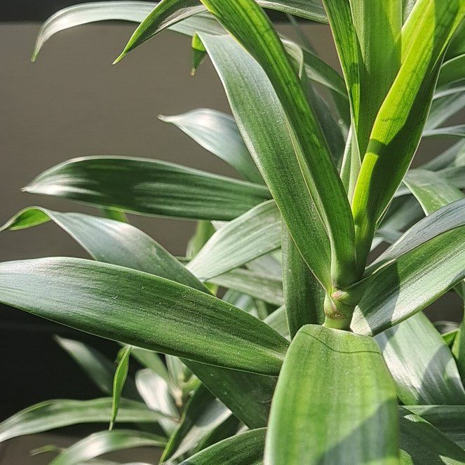 Photo of the plant species Giant Reed by @BigLoquat69 named Sherlock on Greg, the plant care app