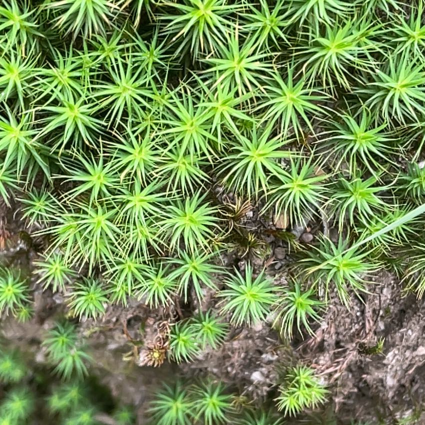 Photo of the plant species Jensen's Polytrichum Moss by @SoundlyLovevine named Surya on Greg, the plant care app