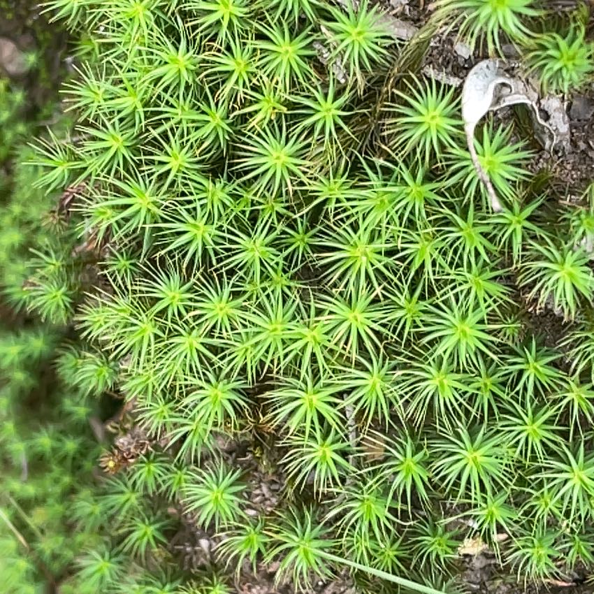 Photo of the plant species Jensen's Polytrichum Moss by @SoundlyLovevine named ChloroPhil on Greg, the plant care app