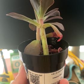 Photo of the plant species Echeveria 'Eliza' by @FlavorfulAtom61 named Hamilton on Greg, the plant care app