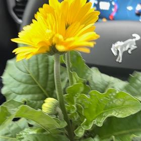 Photo of the plant species Marigold by @SuperSquash47 named Dolores on Greg, the plant care app