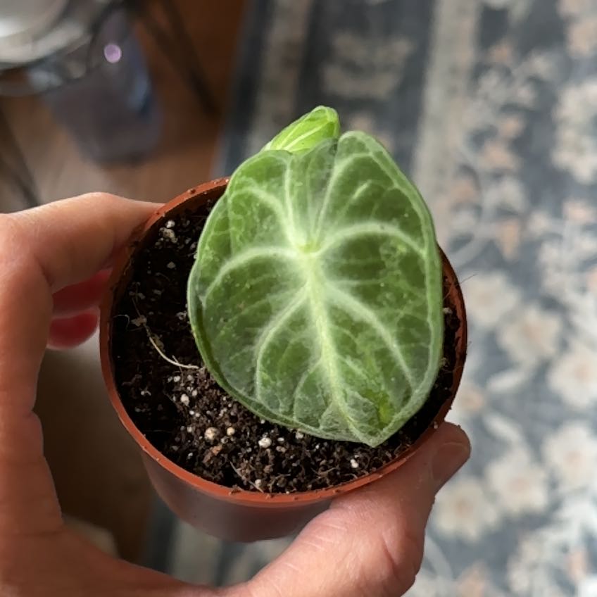 Photo of the plant species alocasia ninja by @SuperSquash47 named Harry on Greg, the plant care app