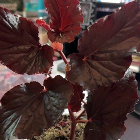 Photo of the plant species Black Magic by @SuperSquash47 named Fernie Saunders on Greg, the plant care app