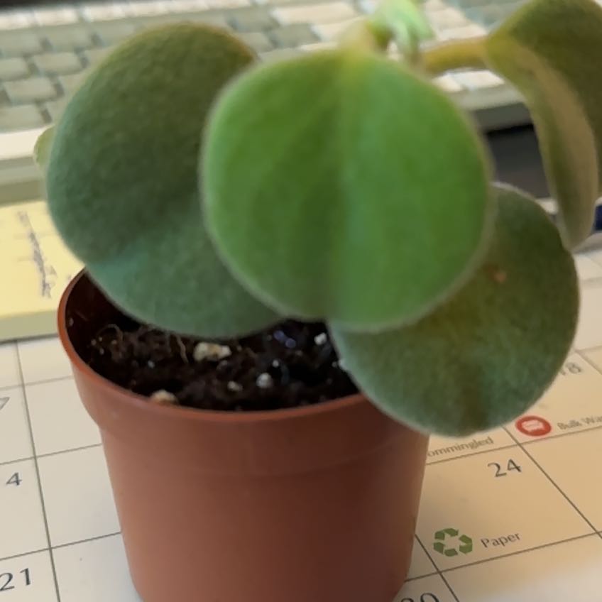 Photo of the plant species Felted Peperomia by @SuperSquash47 named Achilles on Greg, the plant care app