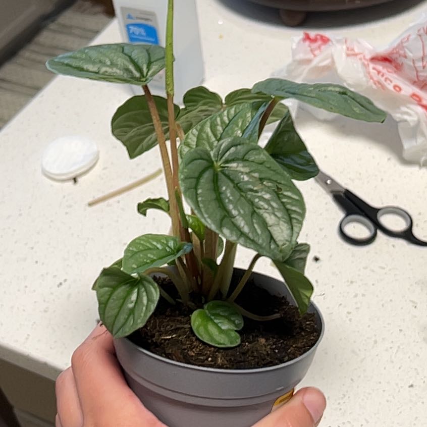 Photo of the plant species peperomia by @StirringSucc33 named Navajo on Greg, the plant care app