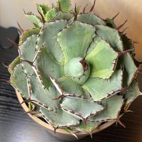 Photo of the plant species Butterfly Agave by @TrySucculent37 named Doja Cat on Greg, the plant care app