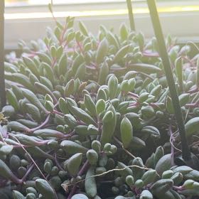Photo of the plant species String of Beads 'Purple Flush' by @TrySucculent37 named Purple Nurple on Greg, the plant care app