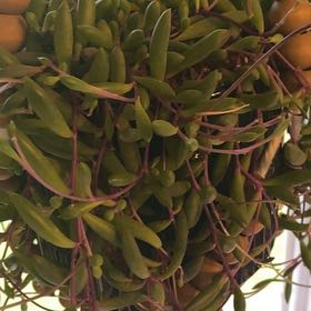 Photo of the plant species Senecio Purple Flush by @HolyCorncob79 named Bonita on Greg, the plant care app