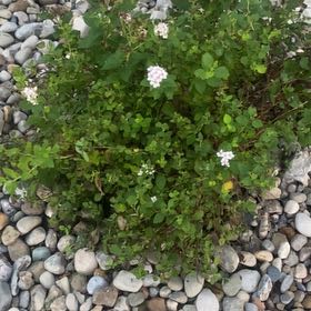 Photo of the plant species Little Princess Spirea by @GermaneSalal58 named Little Princess Spirea on Greg, the plant care app