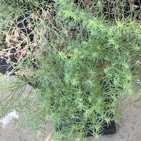 Photo of the plant species Prickly Russian Thistle by @GermaneSalal58 named Messi on Greg, the plant care app